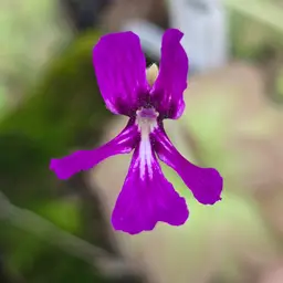 Pinguicula moranensis (San Pablo Villa de Mitla)