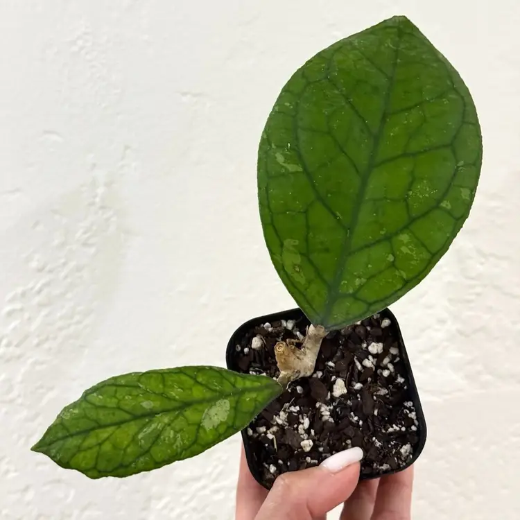 3” Hoya sp. Callistophylla (Short Leaf)