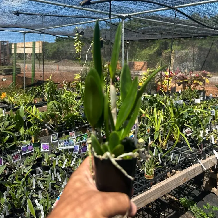 Bc. Walter August 'Pink Freckles' × RIc. Bengal Baby 'Golden Leopard'