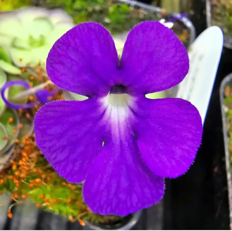 Pinguicula cyclosecta {Nuevo Leon, MX}