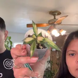 Hoya lacunosa tricolor Bruno