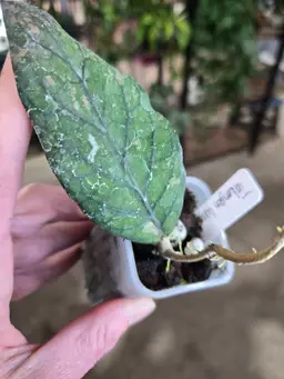 49. sp Takengon Wavy