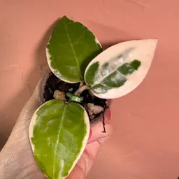 218 panglai West Java