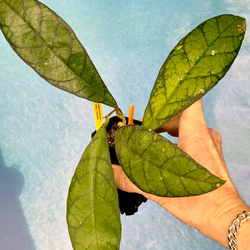 11 Hoya callistophylla IML 1762