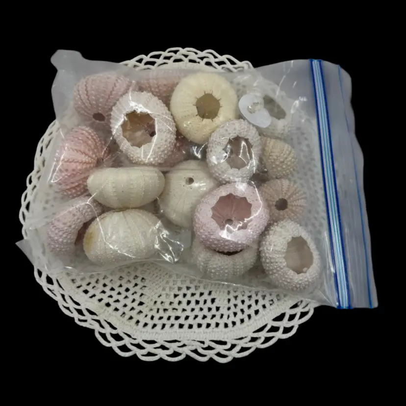 Sandwich Size Baggie of natural sea urchin shells for craft and decor.
