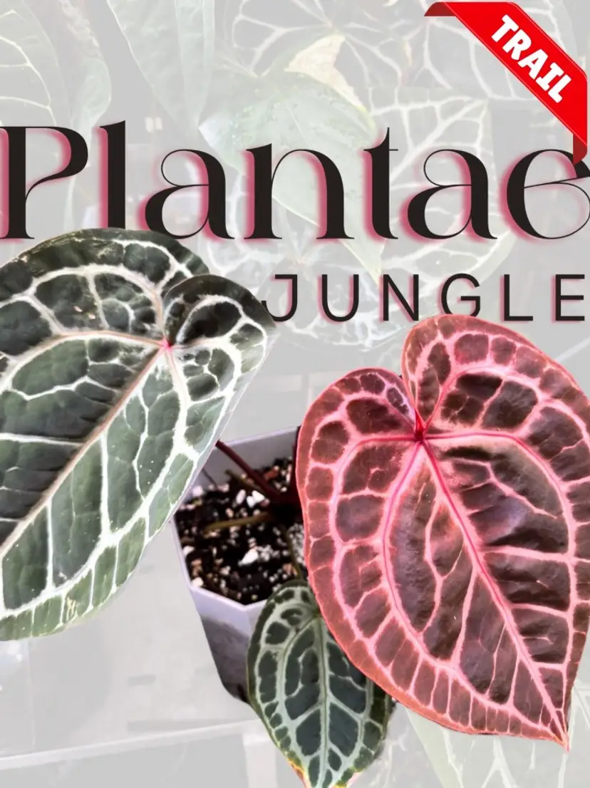 Livestream thumbnail