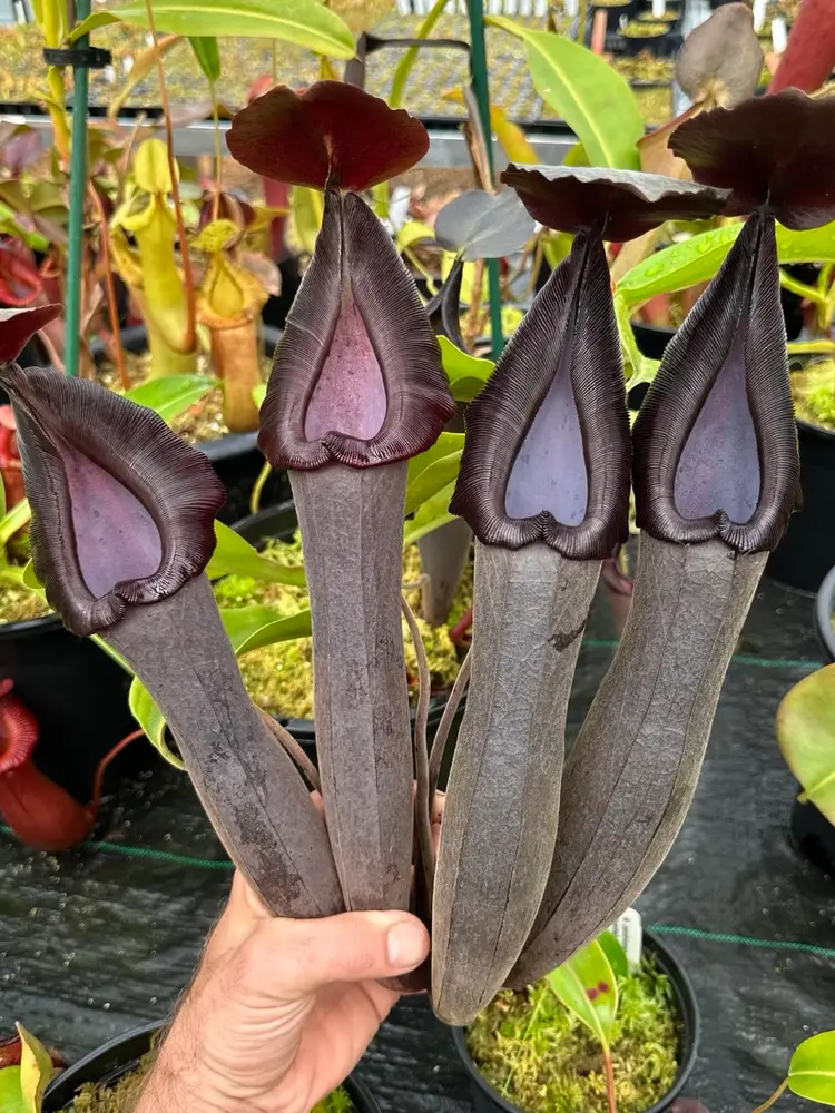 *Nepenthes Auctions*