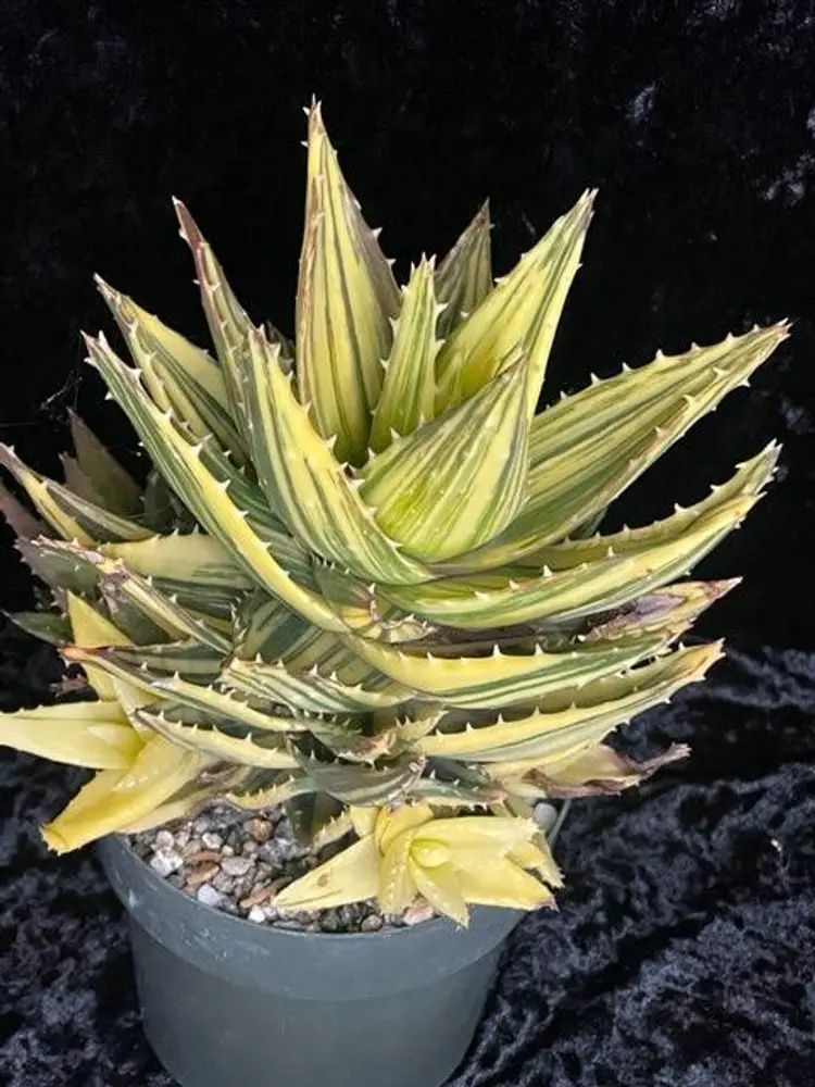 Aloe mitriformis " Fuyajo Nishiki'