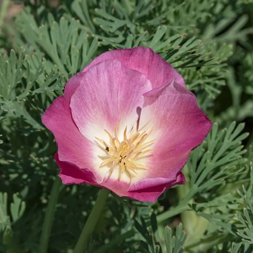 Purple Gleam Cali Poppy flower seeds