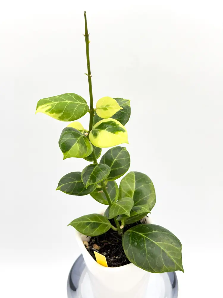 Hoya obscura outer variegated + Bonus Cutting