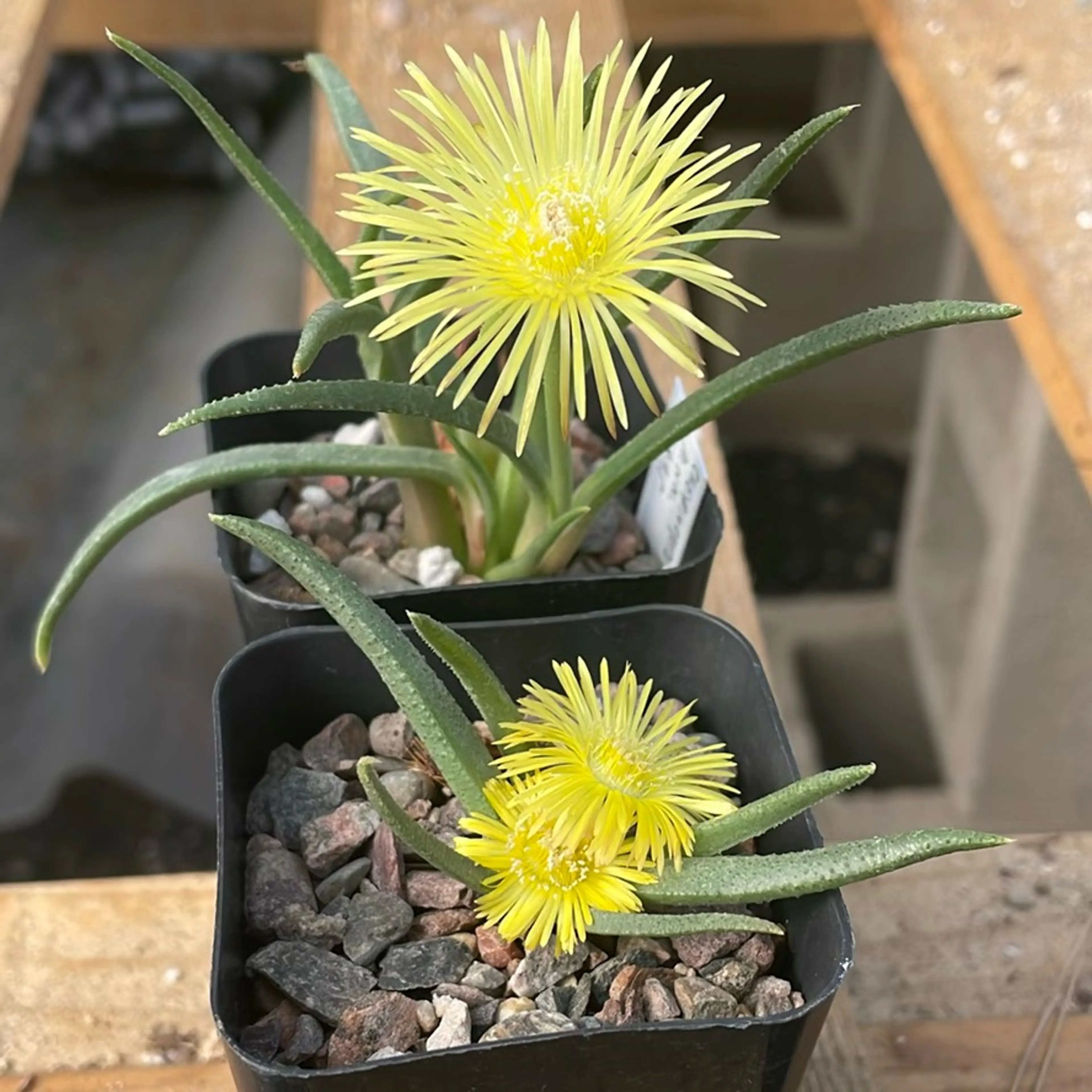 Cheiridopsis Sp. Nova