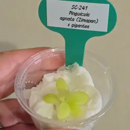 SC-241 Pinguicula agnata (Zimapan) x gigantea