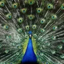 thejadepeacock
