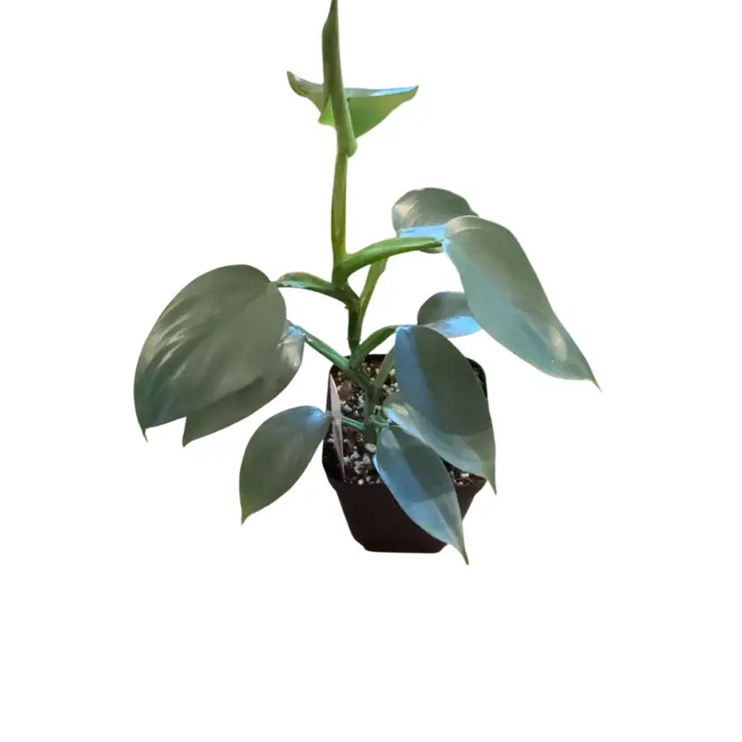 Philodendron Silver Sword