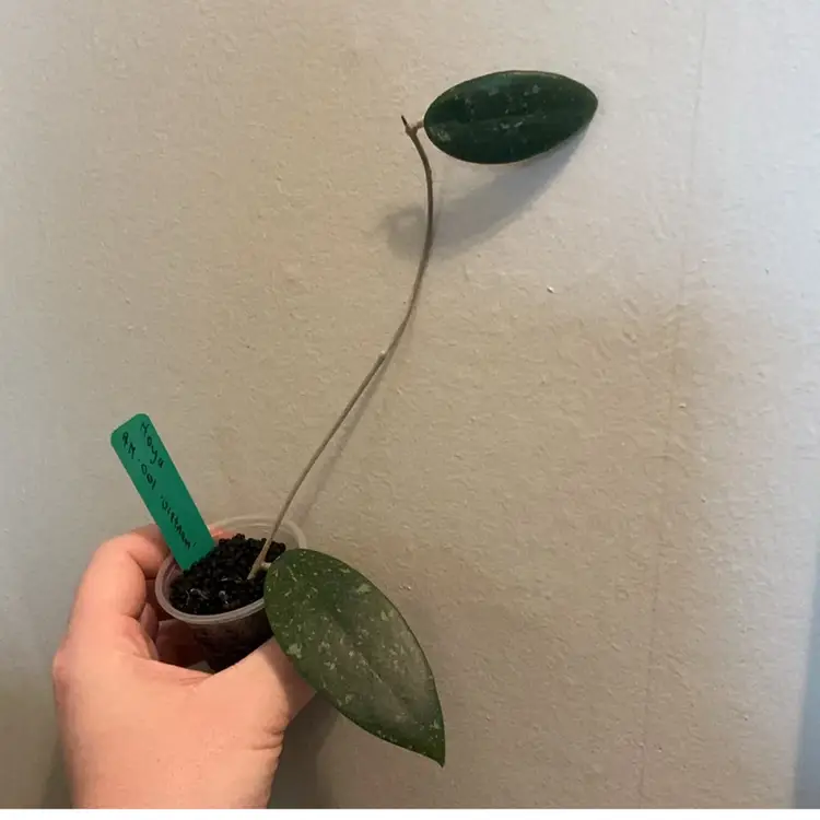 Hoya AH 001 ‘Vietnam’ (Green)