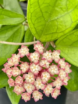 Hoya ranauensis