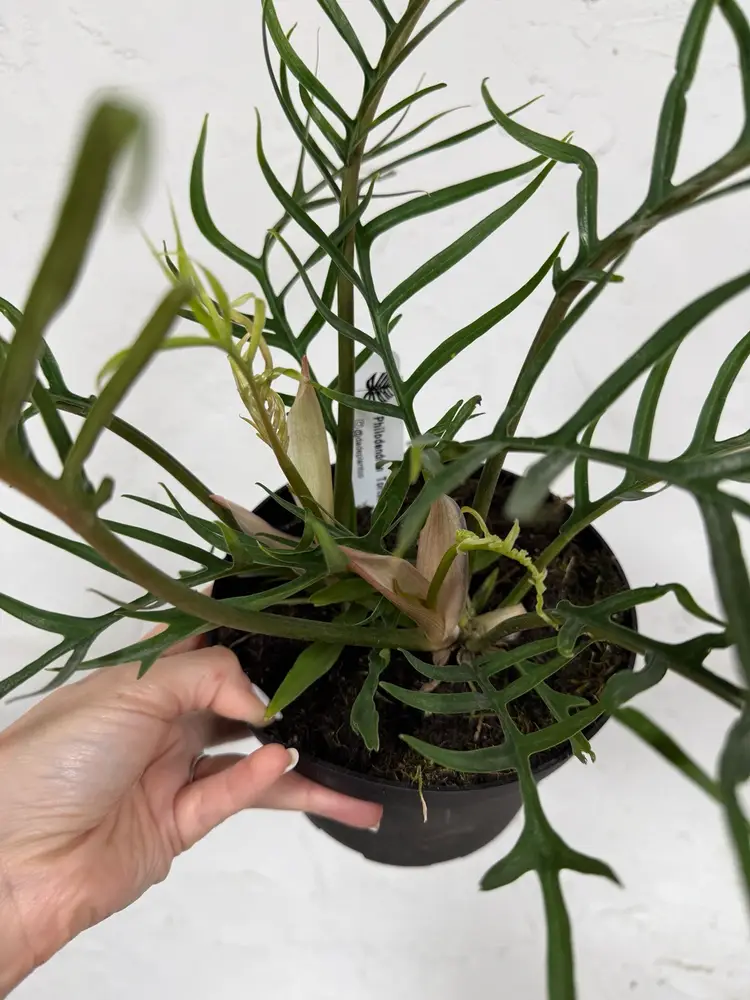 6” Philodendron Tortum