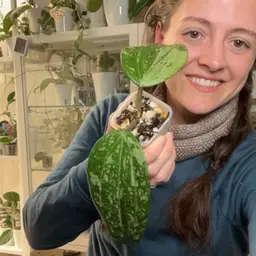 Latifolia indo silver