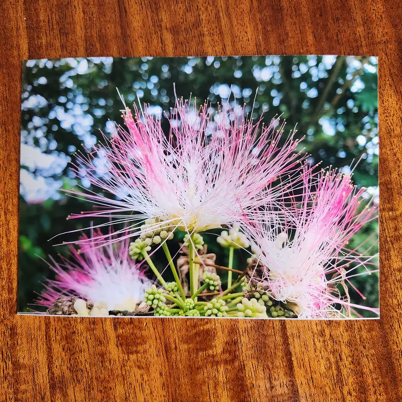 Photograph Of Momosa Blossoms 5x7