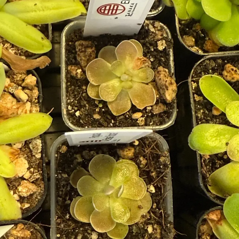Pinguicula Ehlersiae Victoria
