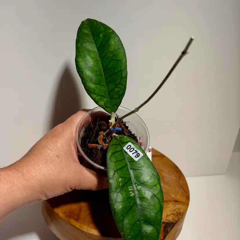 Hoya Alyona