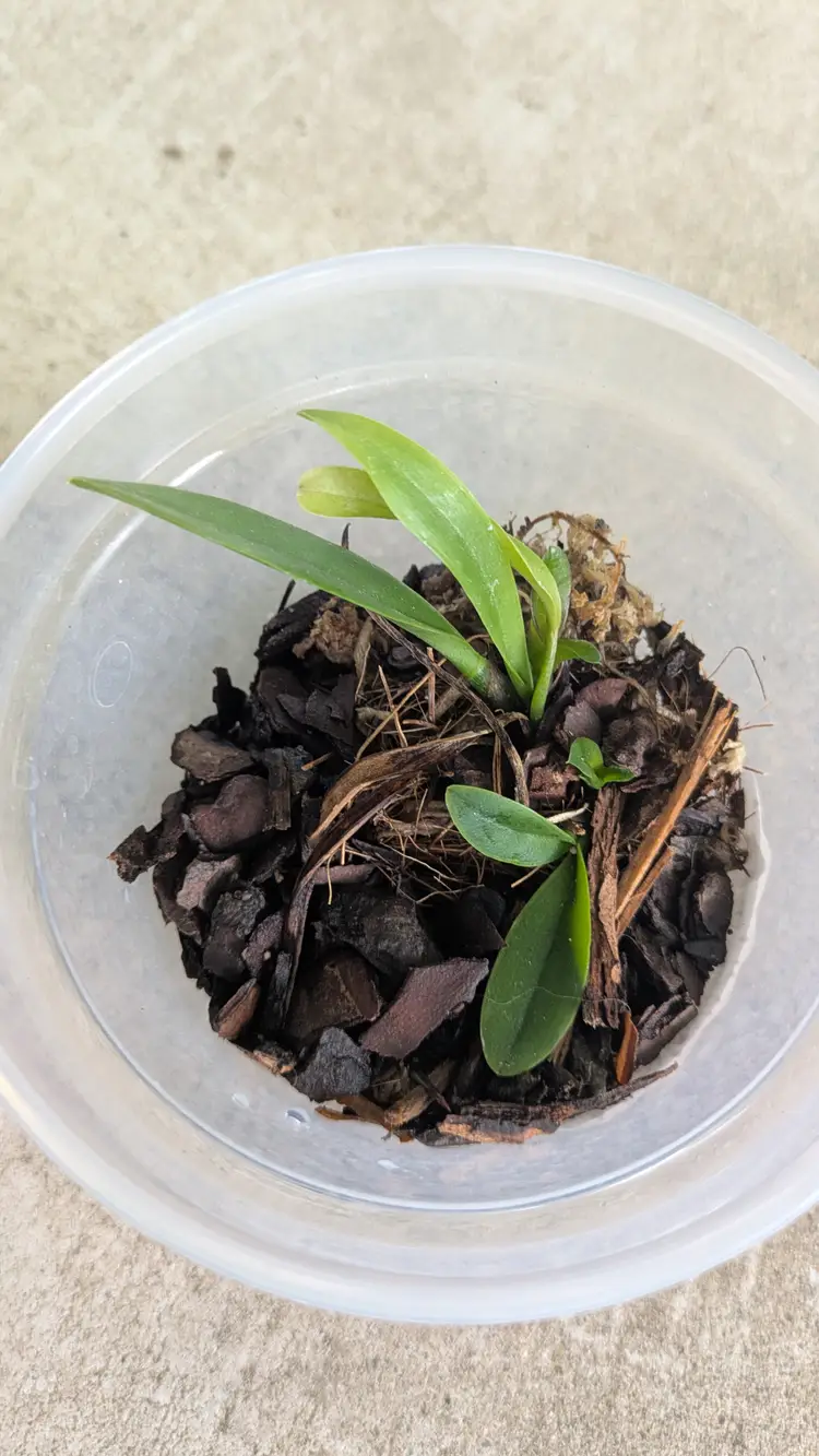 Orchid Starfire 'Times Square' 3" pot 2 yr plug