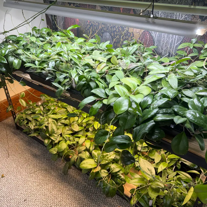 Mystery seedling box