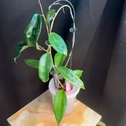 Hoya polystachya x unk