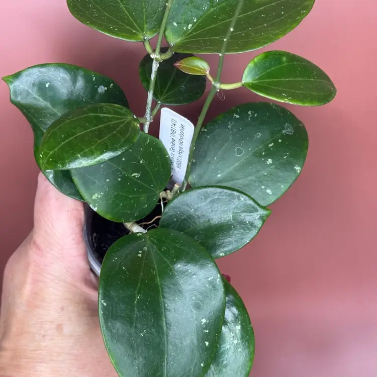 Cv ‘Genieve ‘ MB1141
(MB001 x nichoisoniae)