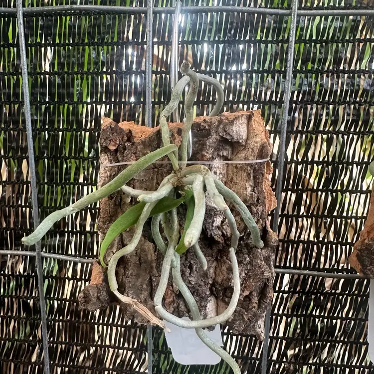 Chiloschista shanica - mounted