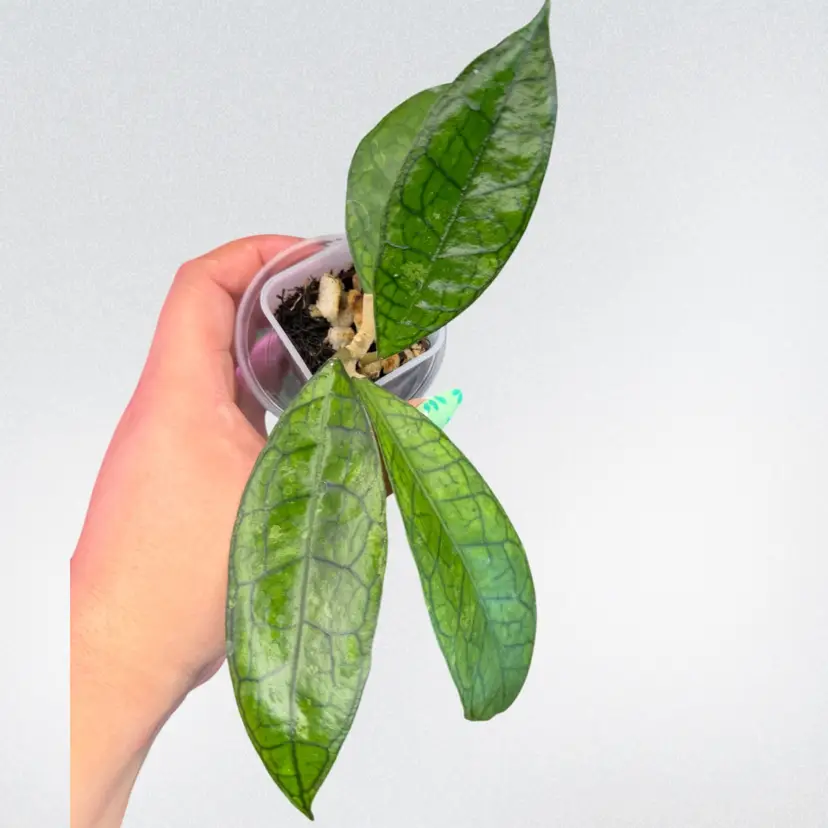 Hoya ‘Ann’
