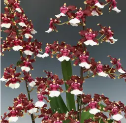 Oncidium Aka Baby 'Raspberry Chocolate' HCC/AOS
