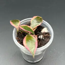 Hoya bakoensis
