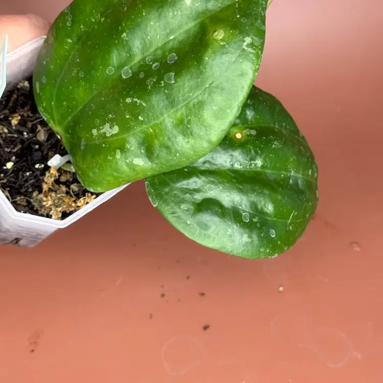 Hoya ‘Snow Queen’ Macrophylla varigated