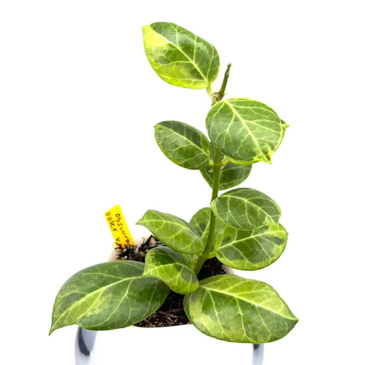 Hoya obscura outer variegated + Bonus Cutting