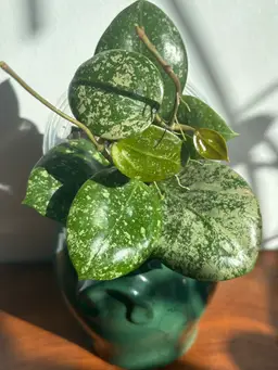 Hoya verticillata super splash (round leaf)