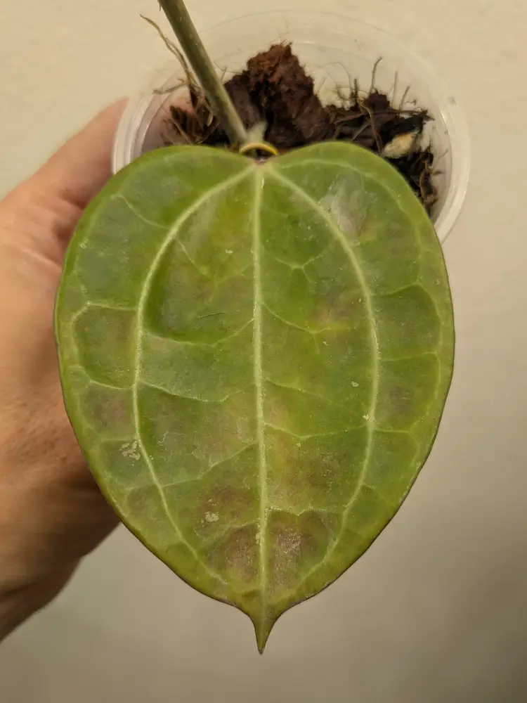 Hoya sulawesi GPS 8867 (0072)