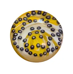 John Gentile (Ship G Stamped Base) Yellow With Black & White Canes Art Glass Paperweight - RARE 3.75”