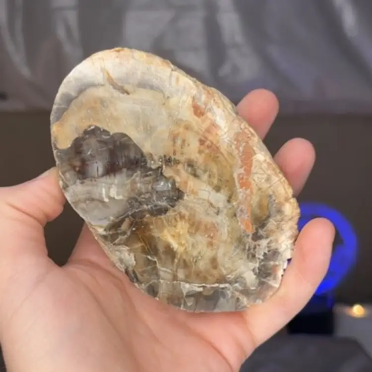 Petrified Wood Slab 2