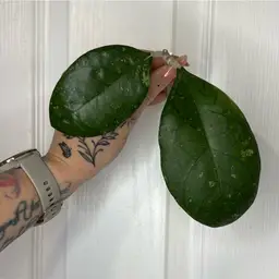 Hoya sp. Tanggamus (round)