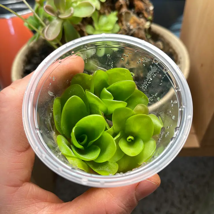 Pinguicula Spec Guatemala - Tissue Culture Small
