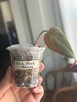 True Pink Micans - Revert?