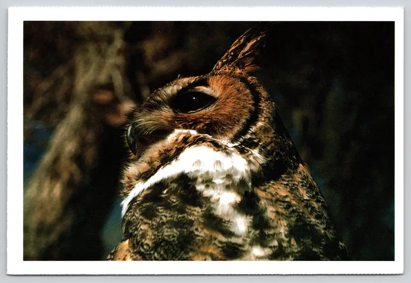 Postcard Great Horned Owl Audubon Birds Bubo virginianus Ornithology - 9721