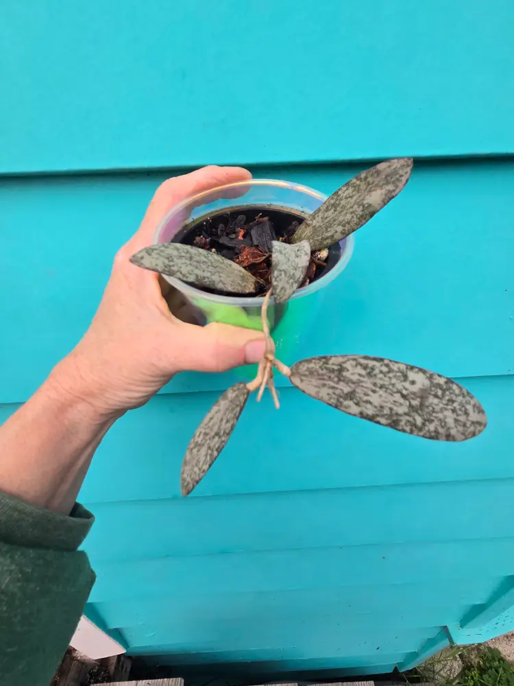 Hoya Sigillatis Silver