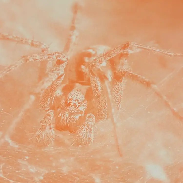 Amazing SPIDERS And Bugs Book 11.5”x 8.5” Hardcover