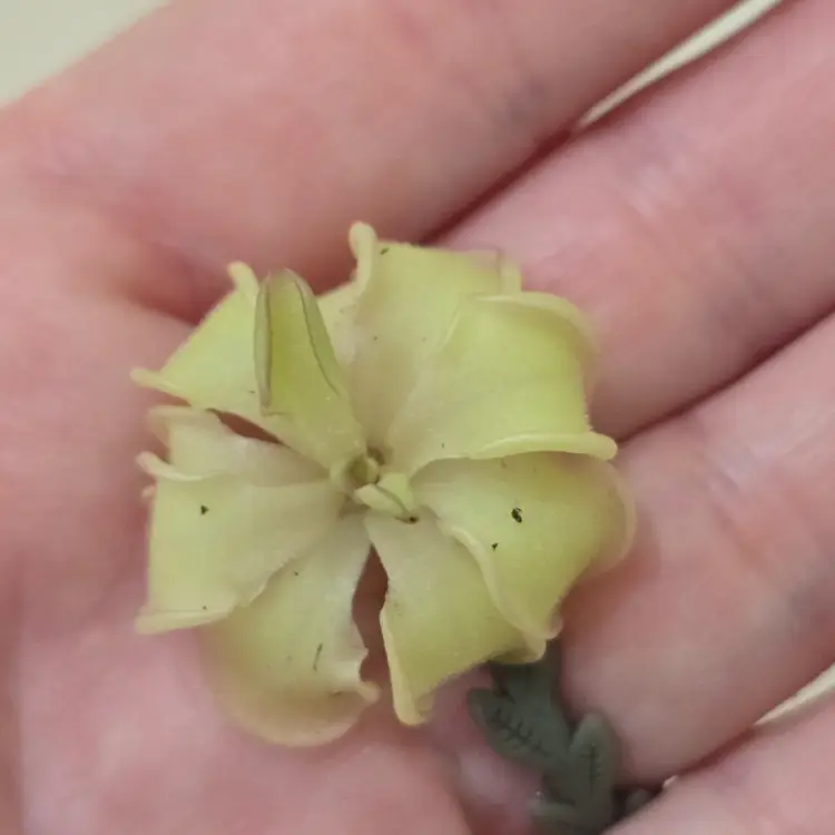 SC-18 Pinguicula emarginata x rotundiflora