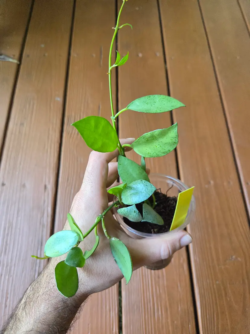 Hoya lacunosa Mint Coin