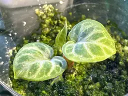 Anthurium Dorayaki Silver (True Round form)