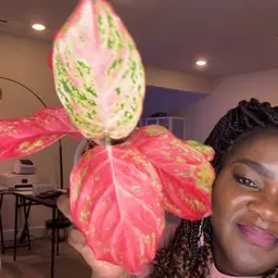 Aglaonema  Butterfly