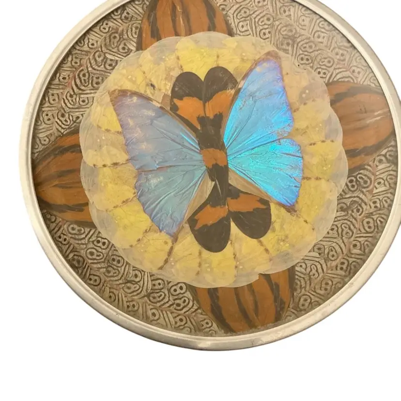 Morpho Didius Butterfly Wing Plate